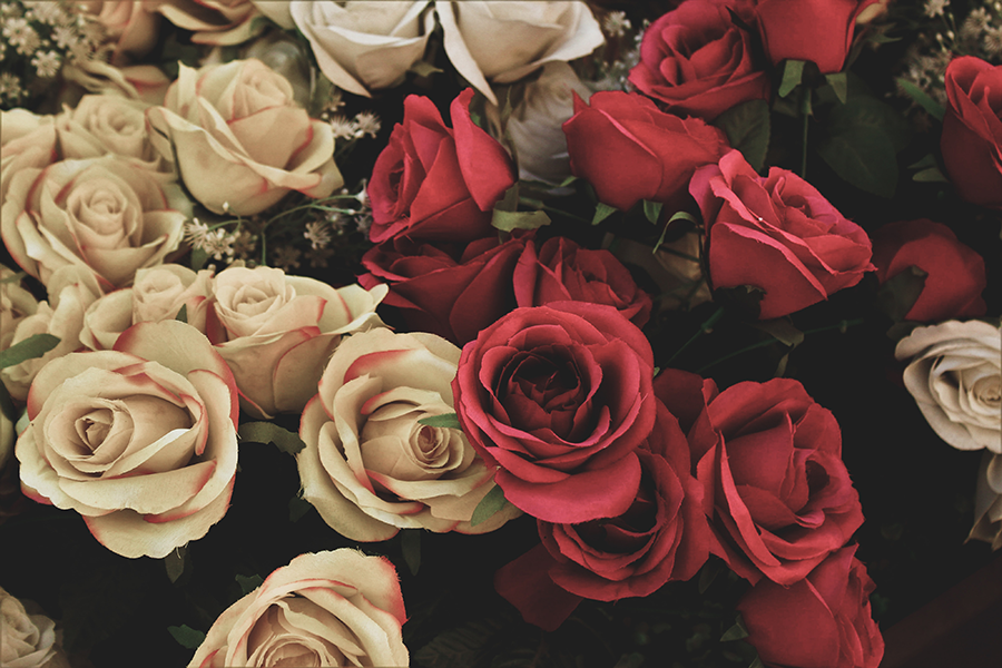 red roses