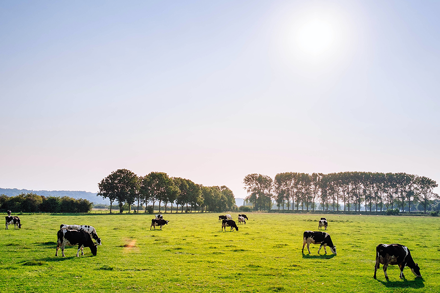 cows in a pasture