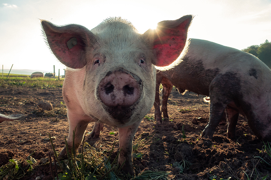 pigs on a farm