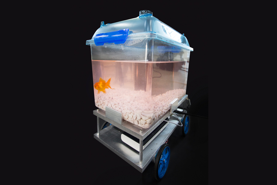 Goldfish in a tank on wheels