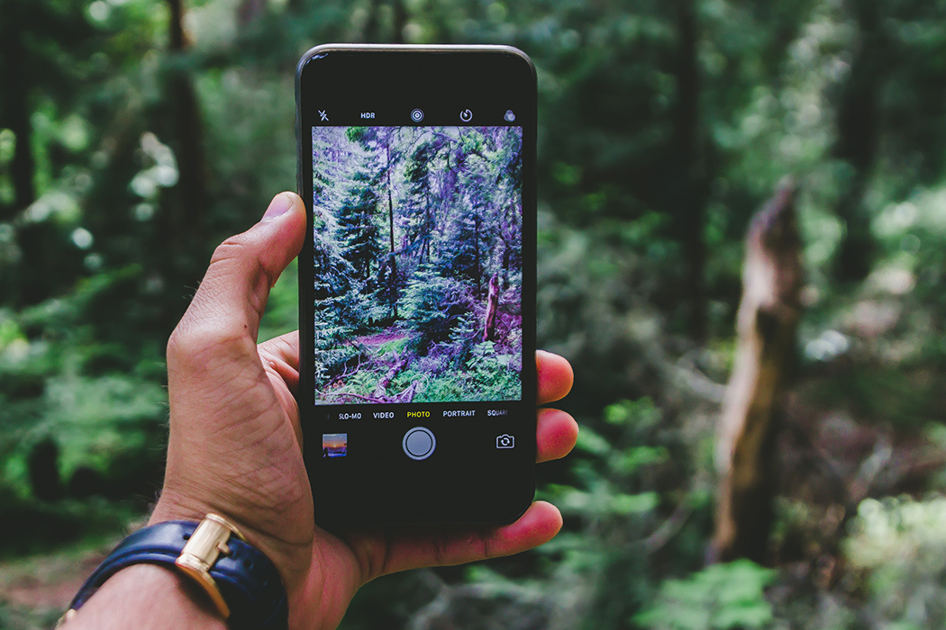 A hand holding a cell phone and taking a picture of trees