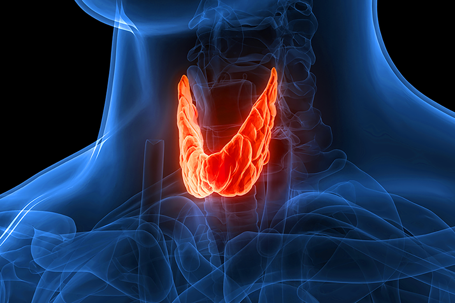 Digital outline of the thyroid gland