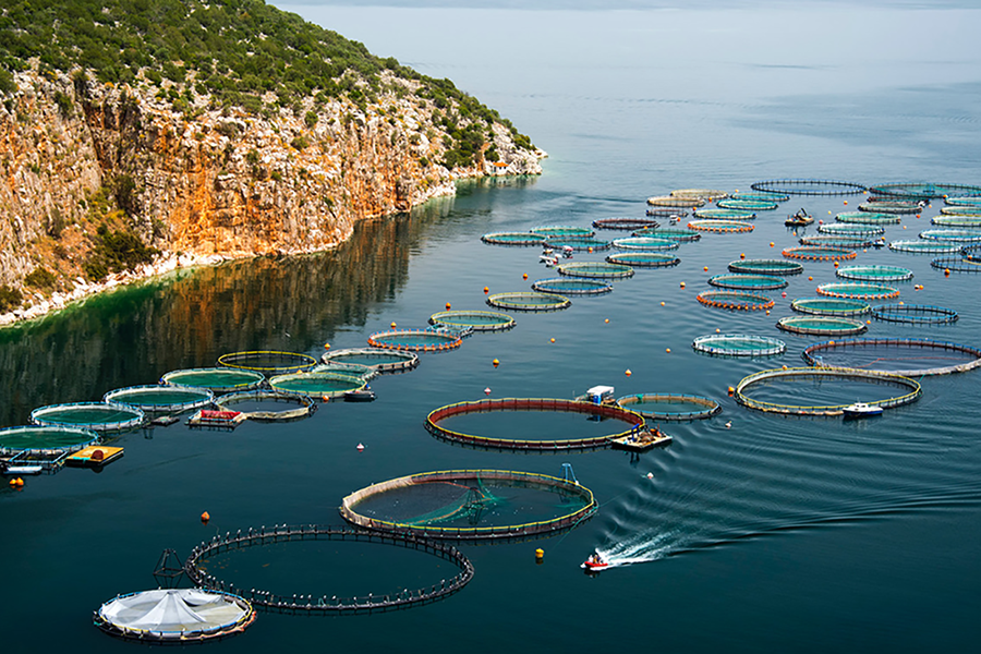 A fish farm in the ocean