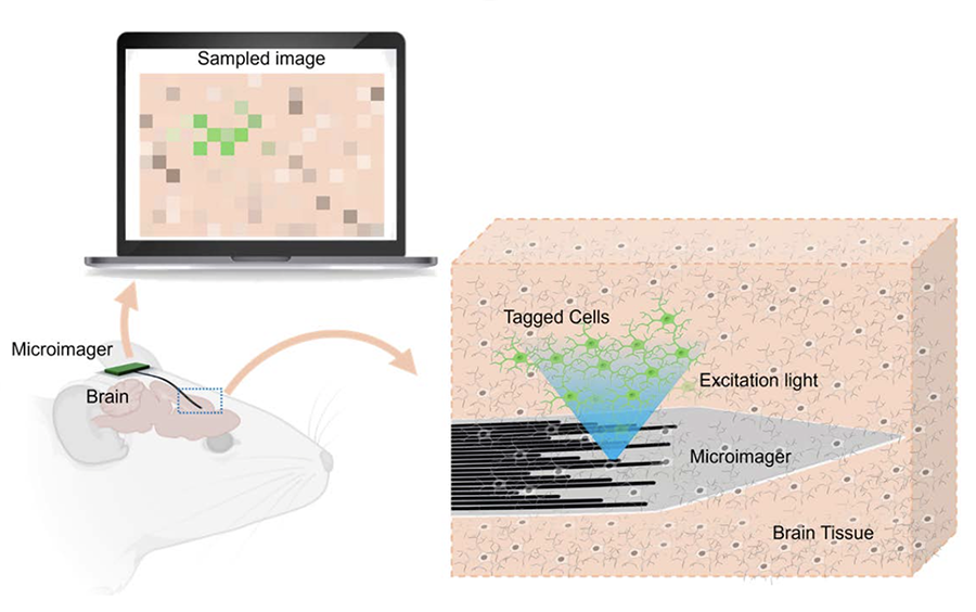 A schematic depicting the design of the Microimager. To the left, there is a figure of a mouse brain with the Microimager implanted. A zoomed-in panel on the right shows the shank of the Microimager in the brain tissues. Blue excitation light highlights cells that are tagged, which turn green. In turn, the information is relayed to the Microimager’s backend, then a sampled image is displayed on a laptop screen. Pixels where the tagged cells were detected in the brain tissue are green in the sampled image.