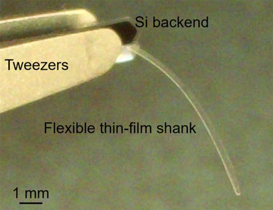 A close-up photo of the Microimager’s design. The Microimager is held by metal tweezers at the thin, silicon backend. Protruding from the backend is flexible shank containing the waveguides, just a few millimeters long.