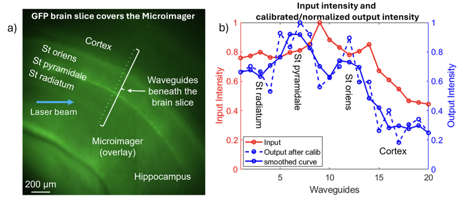Two panels depicting the light intensity outputs from mouse brain slices. On the left is an image of the output, with the hippocampus and the cortex regions St oriens, St pyramidale, and St radiatum labeled. Each region has its own distinct intensity of green light in the photograph. The Microimager waveguides beneath the brain slice are overlayed on a cross-section of the slice. The right panel is a graphical depiction of the output intensity for both the input light, in red, and the output light, in blue, at each particular waveguide. Each brain region has its own peak of output intensity, allowing them to be distinguished from each other by the intensity of the light relayed back to the waveguides beneath them.